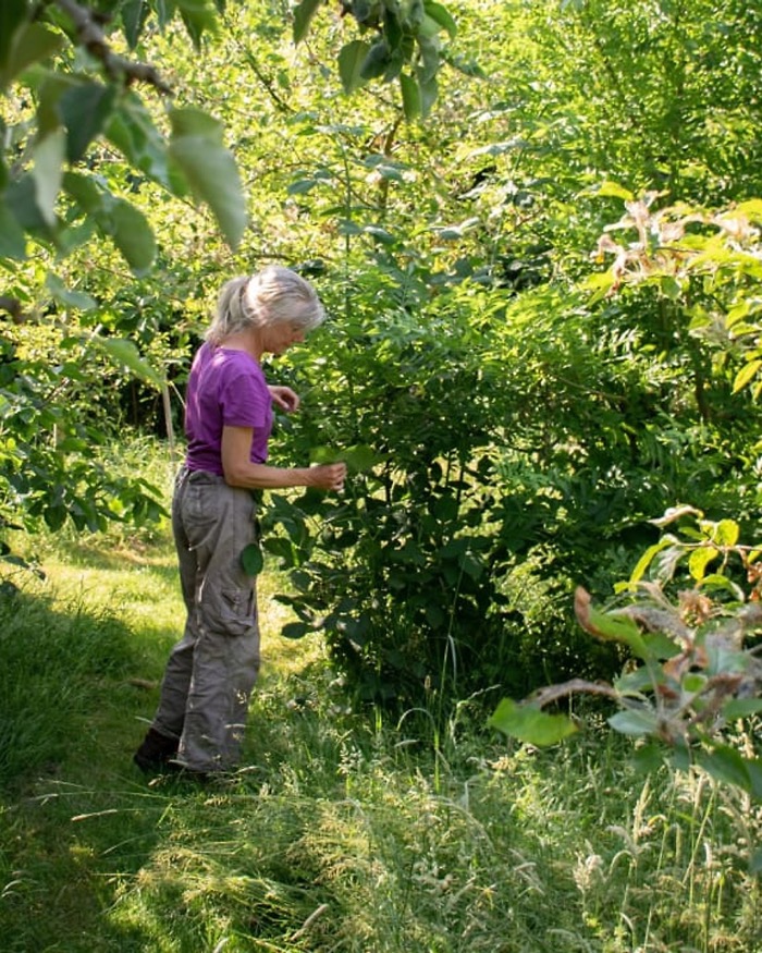 Vrouw plukt in een regeneratief voedselbos